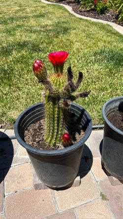 Flowering Cactus