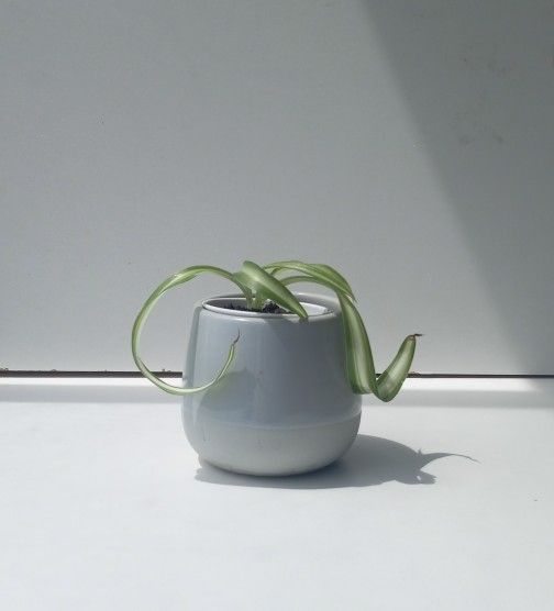 Trendy Curly Variegated Spider plant Bonnie/ Indoor Plant/ House Plant Flower Patio Garden