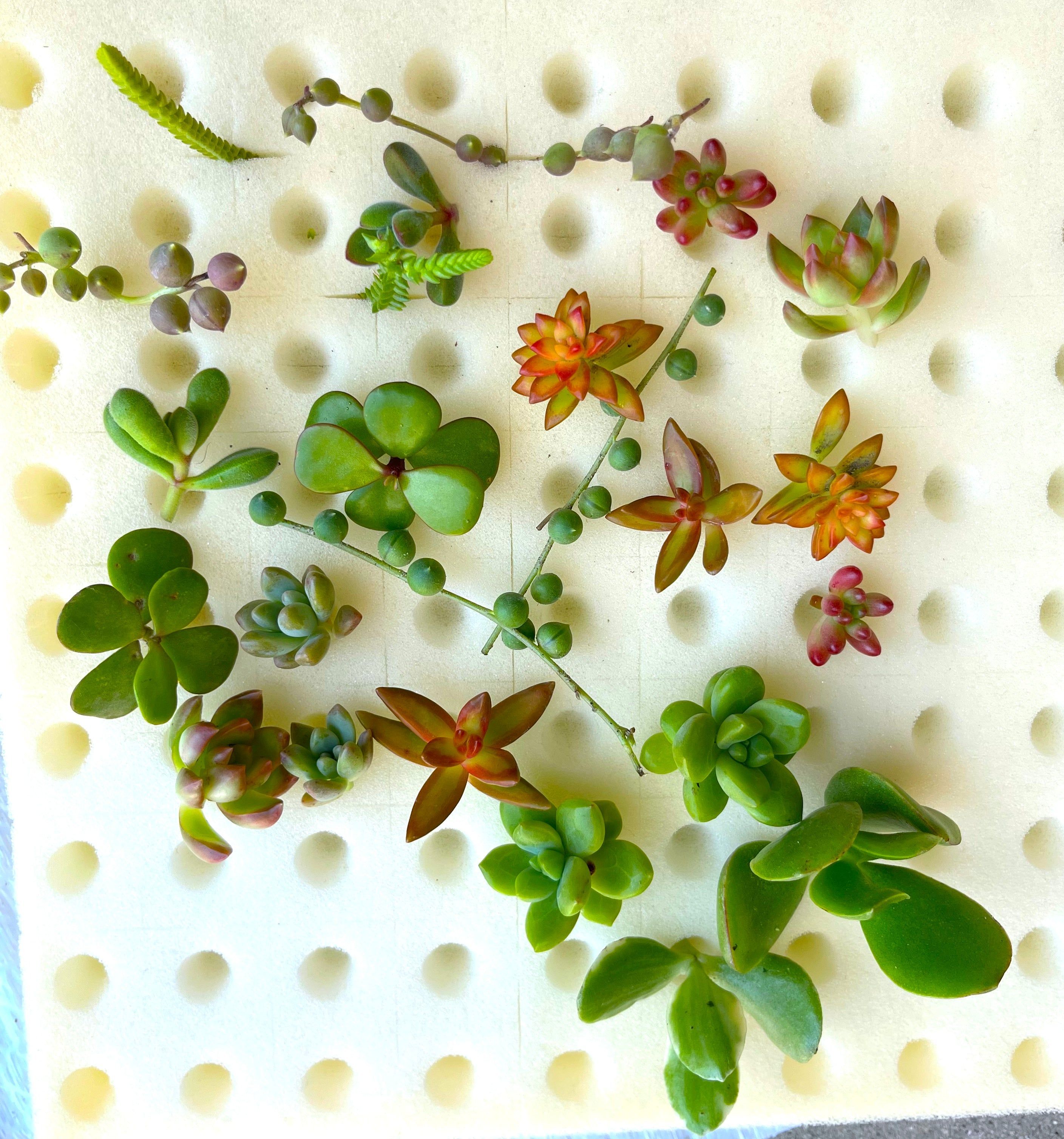 24 Mini Succulent Cuttings