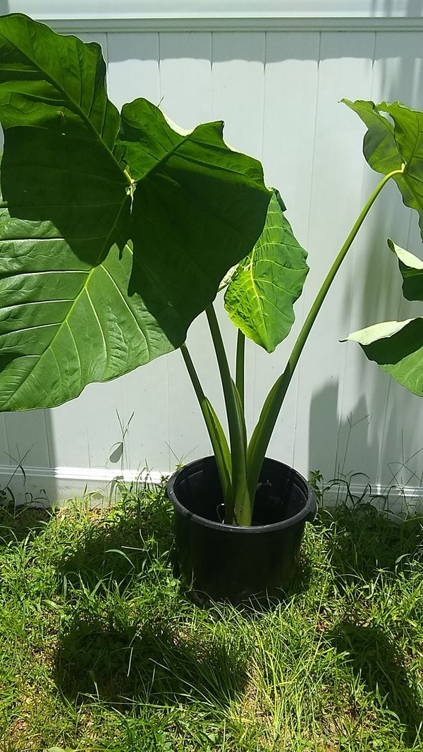 Plant elephant ear for Sale in Lutz, FL OfferUp