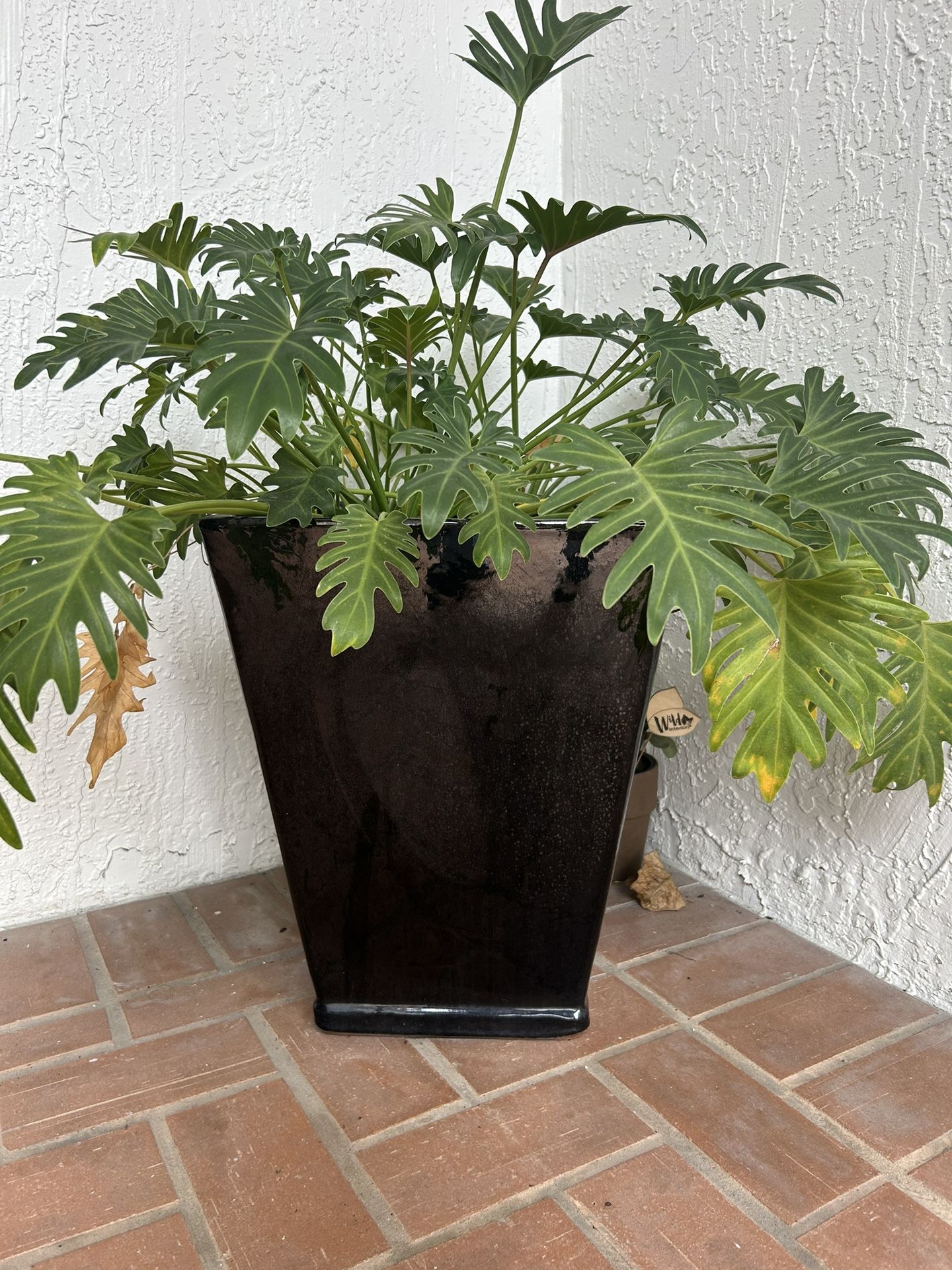 Plant With Pot 