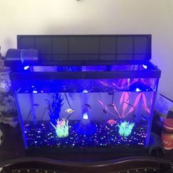 20 gallon fish tank includes the fish