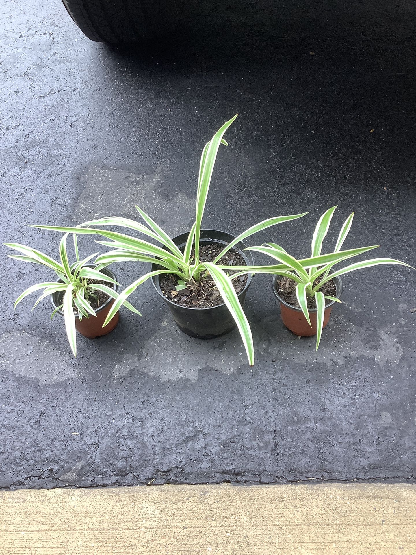 Spider Plants, 3 Plants For $5