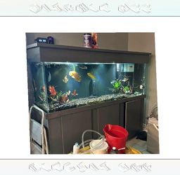 with since High-End Aquarium Setup - Superior Quality Choice