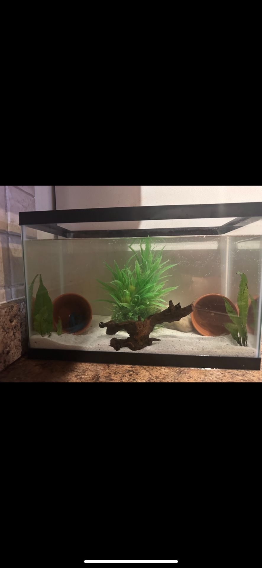10 Gallon Tank