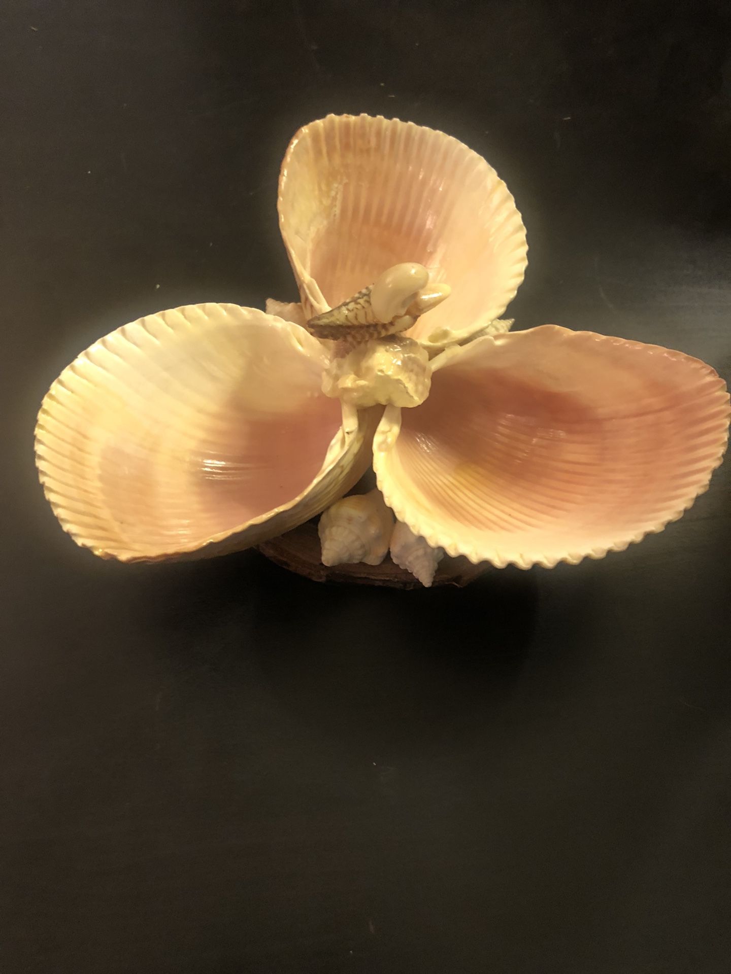 Amazing Folk Art Seashells Jewelry Display Trinkets