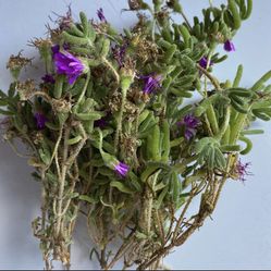 5 cuttings of Creeping Ice Plant Purple Ground Cover RARE Cactus Succulent