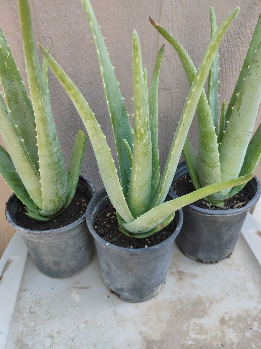 Aloe Vera Plant In 1gl.