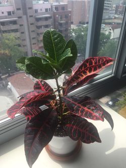 Live house plant/ Petra Croton/Easy to grow