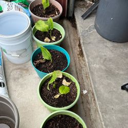 Plants