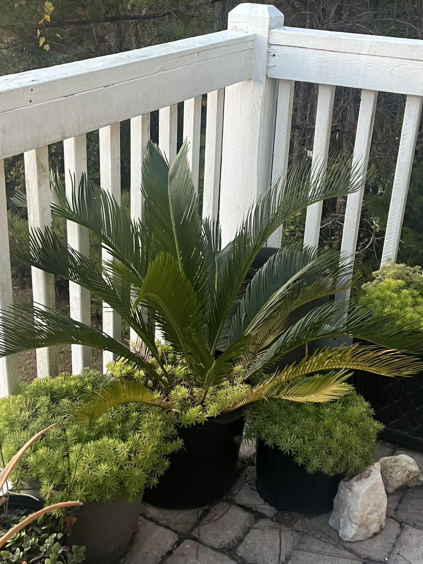 Sago Palm