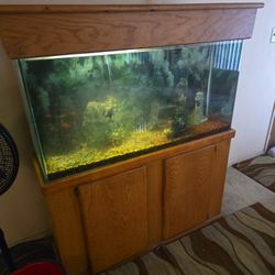 Sixty gallon fish tank