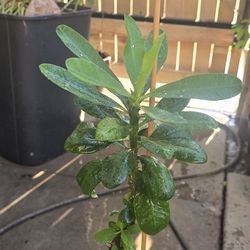 Crown of Thorns (Natural Plant)