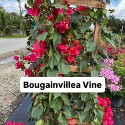 🌸 Plant: Bougainvillea Vine