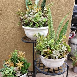 Succulent Arrangements