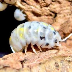 Magic Potion Isopods
