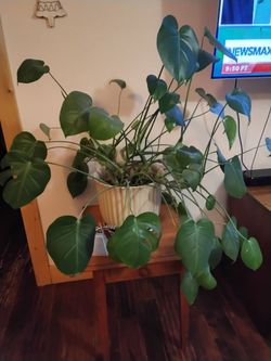 Houseplant For Sale