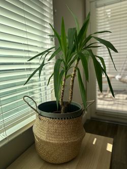 Indoor plant with woven basket