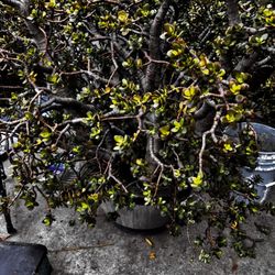 Large Mature Jade Plants (Money Tree Succulents)