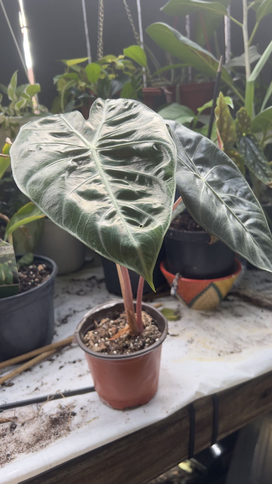 Alocasia Pink Dragon Aurora 4”pot 14”Tall Indoor Rare Houseplant 