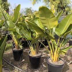 Giant Birds Of Paradise 15 Gal