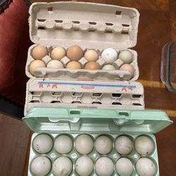 Organic Eggs 