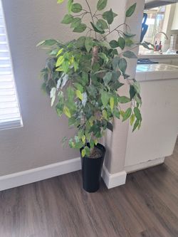 Fake ficus tree