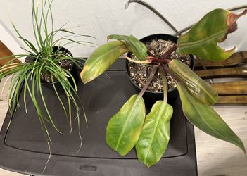 Philodendron Plants