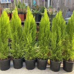 Lemon Cypress Tree