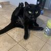 Luca 