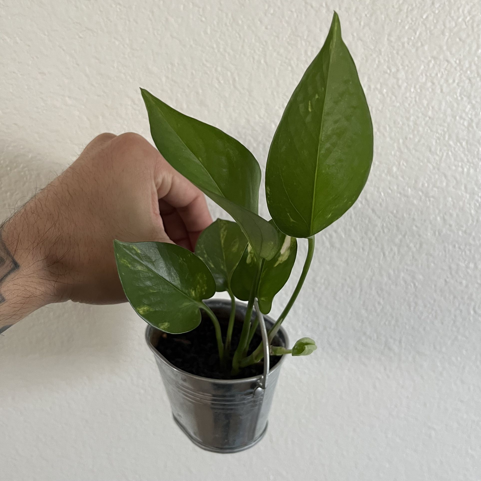 Golden Pothos