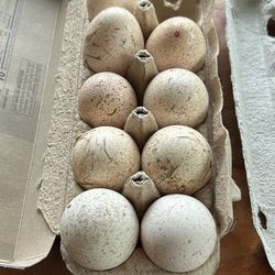 Pasture Raised Turkey And Duck Eggs