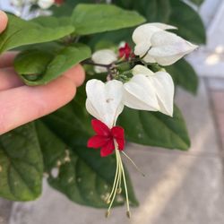Bleeding Hearts Vine Blooming Plant, Is Outdoor Morning Sun Is Better Is In (5 Gallón Pot Pick Up Only