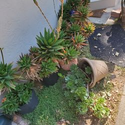 Golden Tooth Aloe Plants