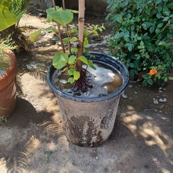 Quince Tree (Membrillo)