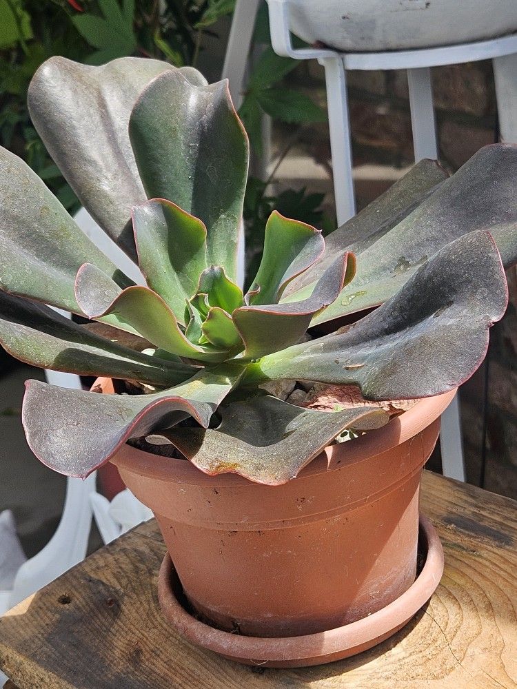 Beautiful Hard Leaves Succulent