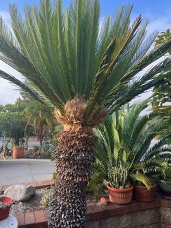 30 gallon 4.5 foot tall female Sago Palm.