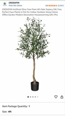6 ft olive tree