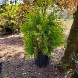 Upright Evergreen Landscape Plants 