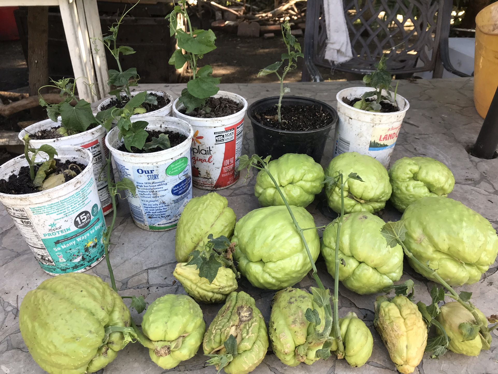 Chayote Para Sembrar Ya Estan Las Matas Listas Super Saludable Rico En Vitaminas $5 Cada Una