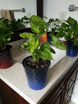 Delray Plants Arrowhead Vine (Nephthytis) in Pot