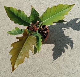 Philodendron Choco Empress Plant