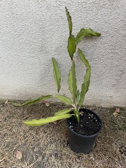 Dragon Fruit