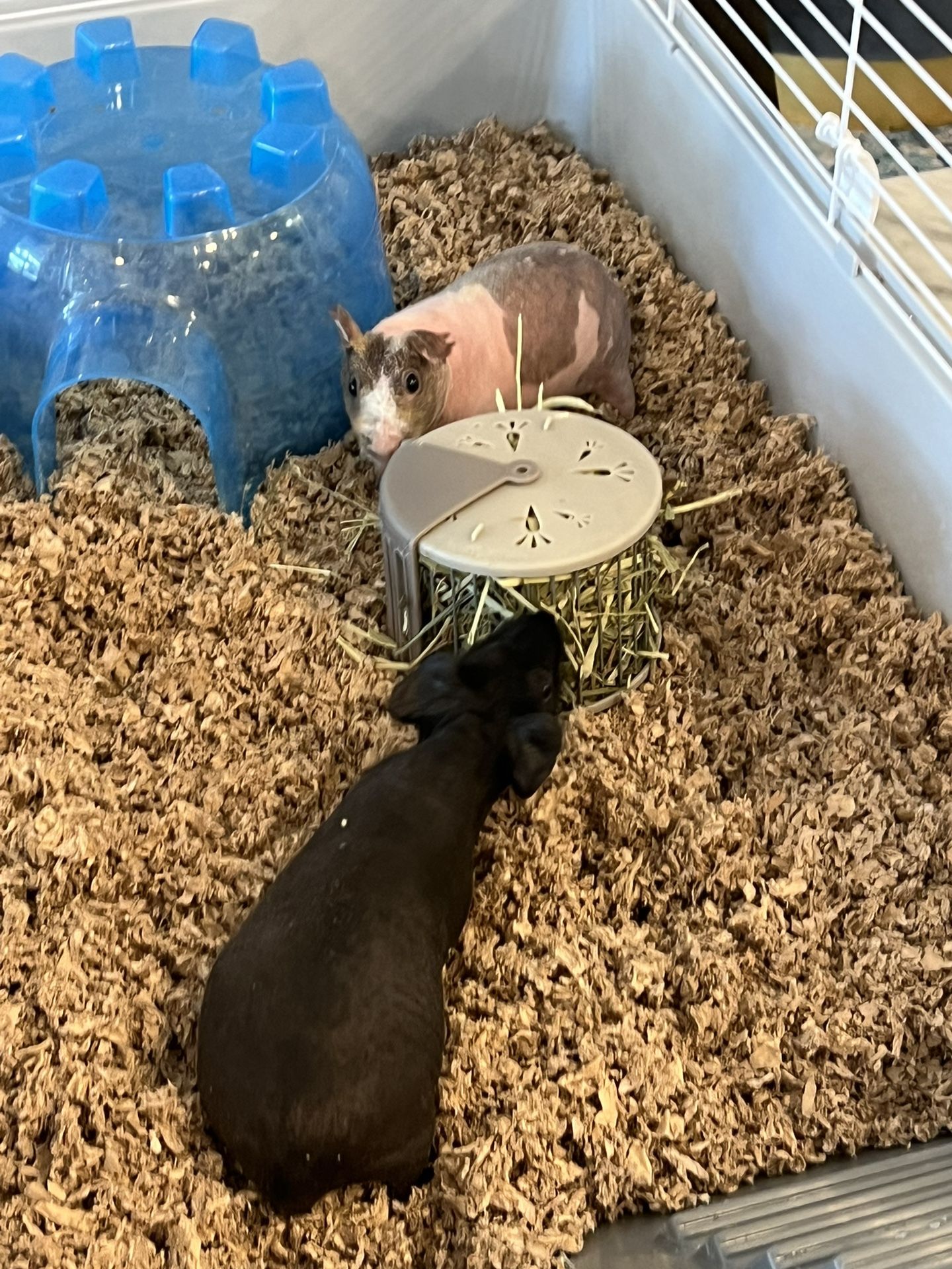 Two Bonded Female Hairless Guinea Pigs-Rehome