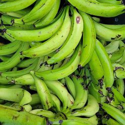 Plantain Plátanos De Puerto Rico $40-50-70 - Plant 