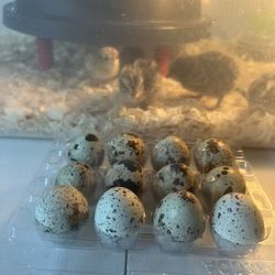 Fresh Quail Eggs (hatching) 