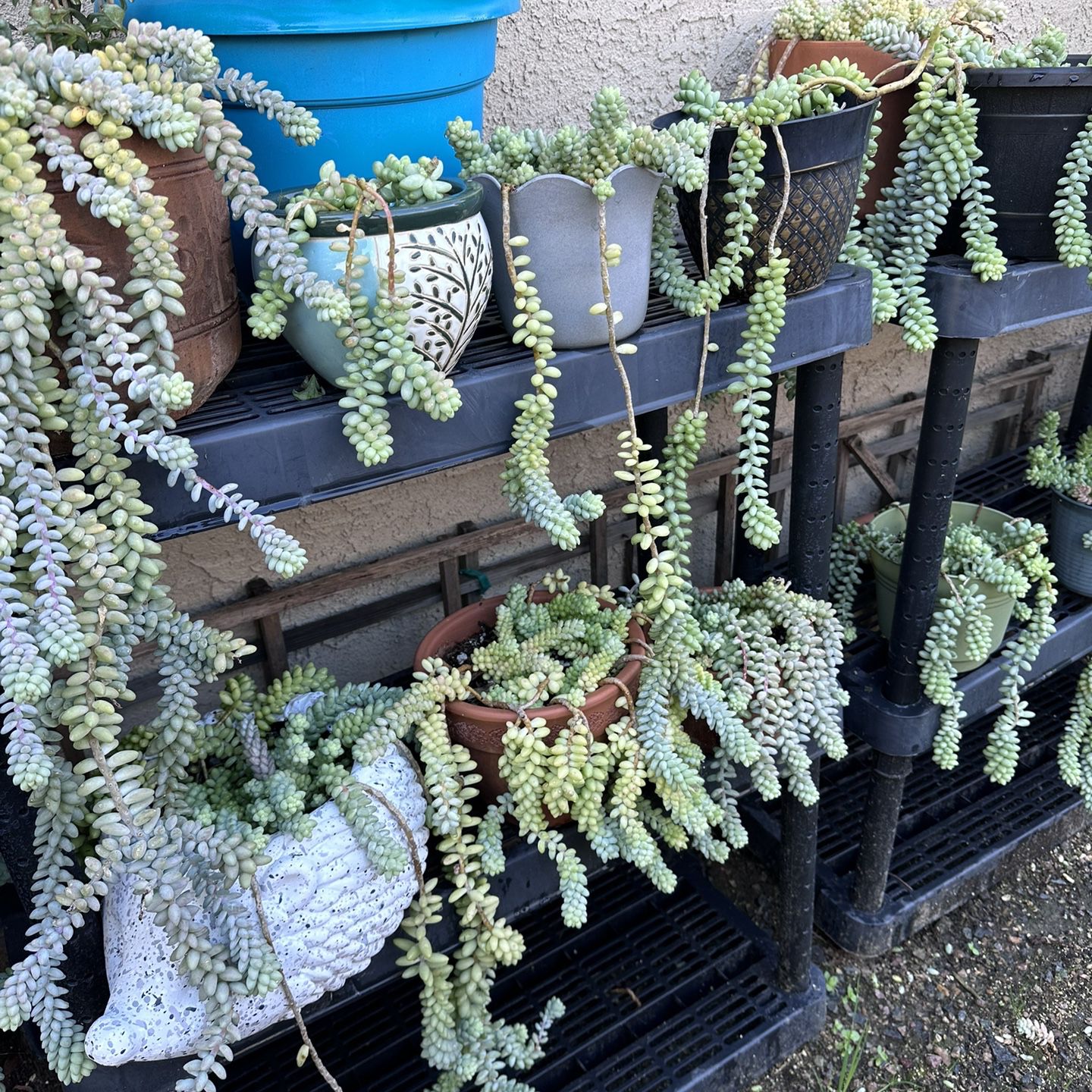 Donkey Tails +lots Of Other Succulents