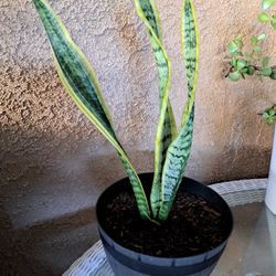Lengua De Suegra 