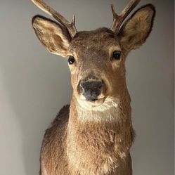Deer Head