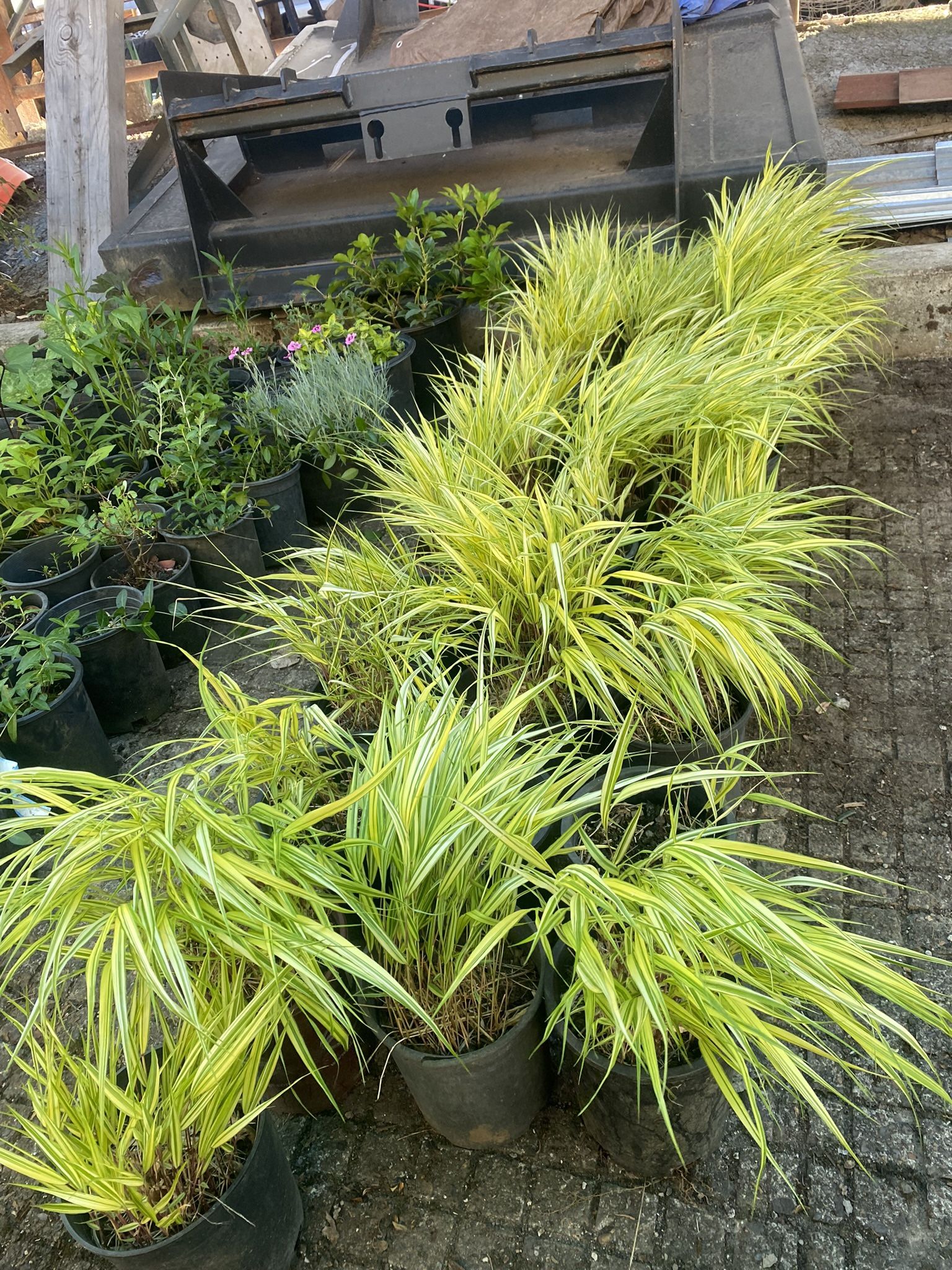 Japanese Forest Grass for Sale in Vancouver, WA OfferUp